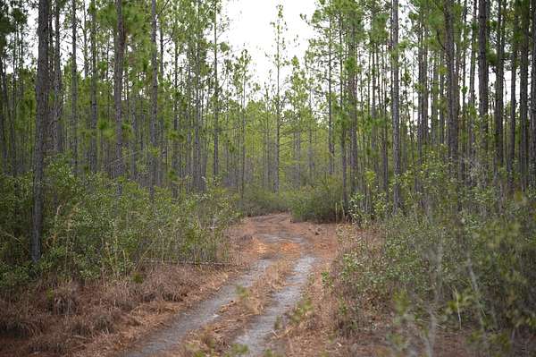 4 Acres of Recreational Land for Sale in Folkston, Georgia