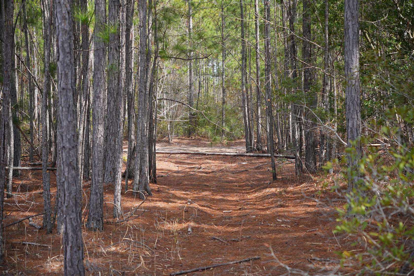 3 Acres of Recreational Land for Sale in Folkston, Georgia
