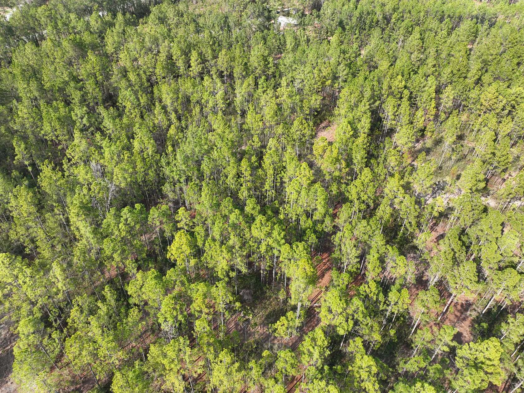 10 Acres of Recreational Land for Sale in Folkston, Georgia