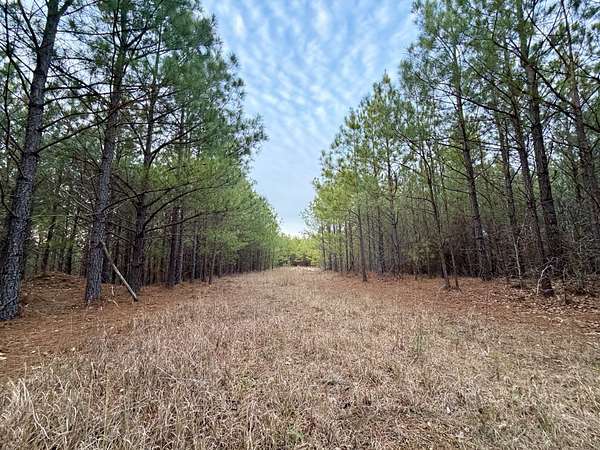 53.4 Acres of Recreational & Residential Land for Sale in Lobelville, Tennessee