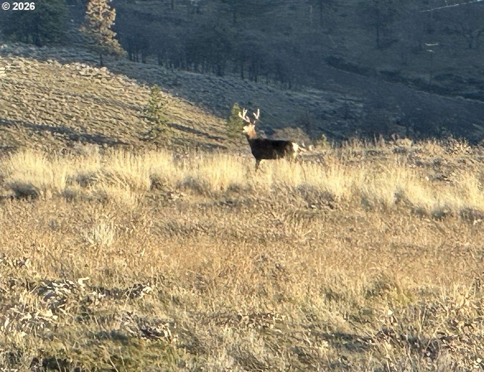 20 Acres of Recreational Land for Sale in Goldendale, Washington