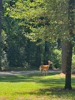 0.33 Acres of Residential Land for Sale in Hemphill, Texas