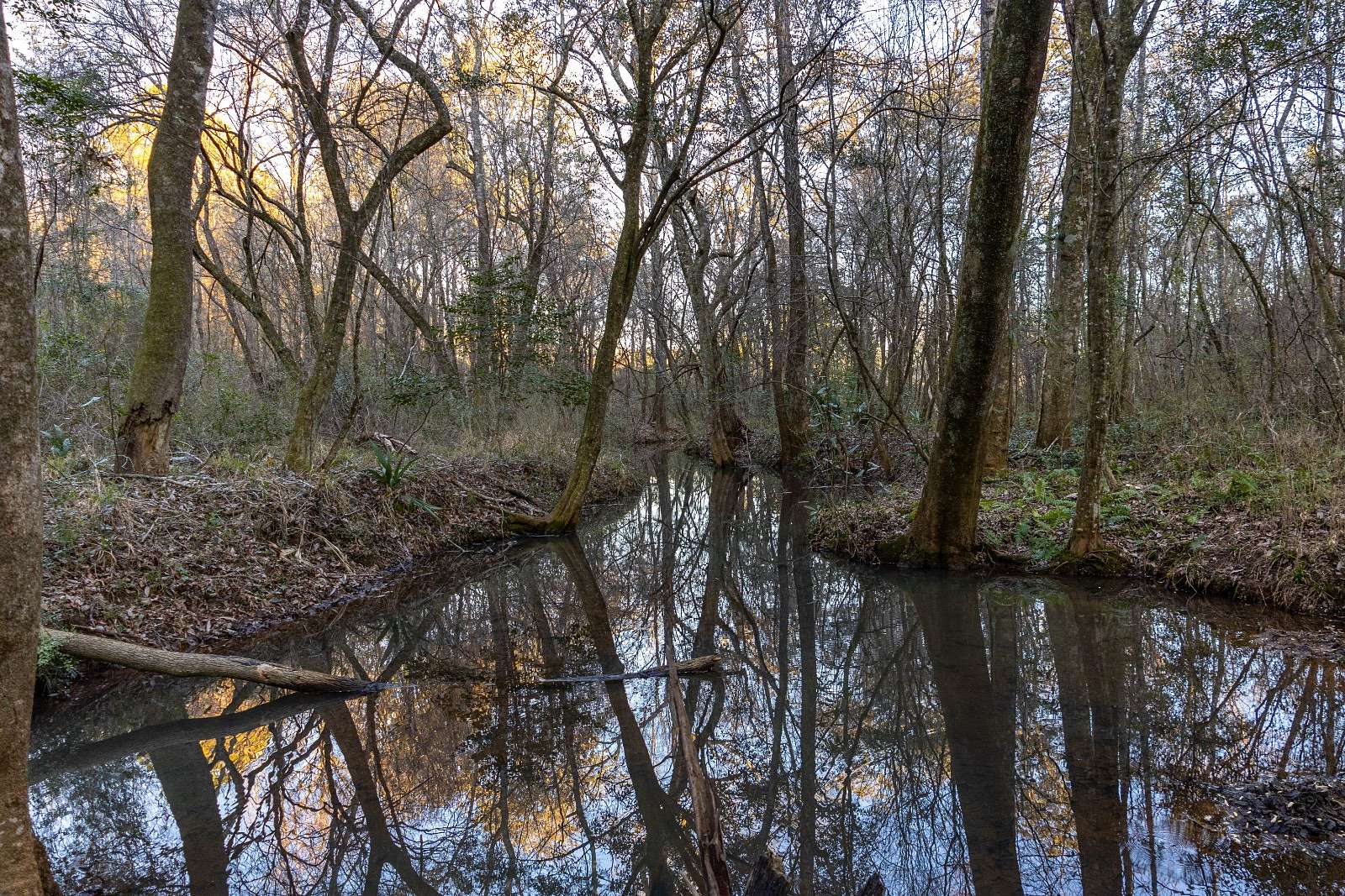 27.7 Acres of Recreational & Residential Land for Sale in Coffee Springs, Alabama