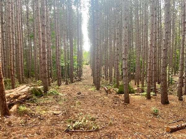 55.6 Acres of Recreational Land for Sale in Kaleva, Michigan