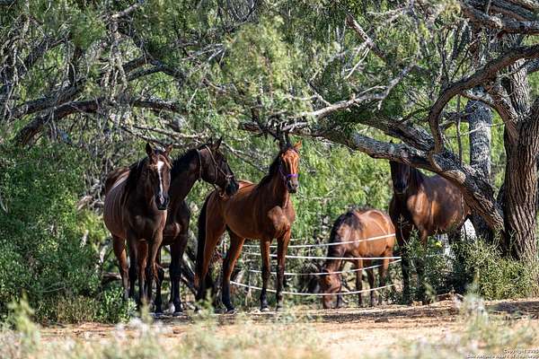 17.4 Acres of Land for Sale in St. Hedwig, Texas