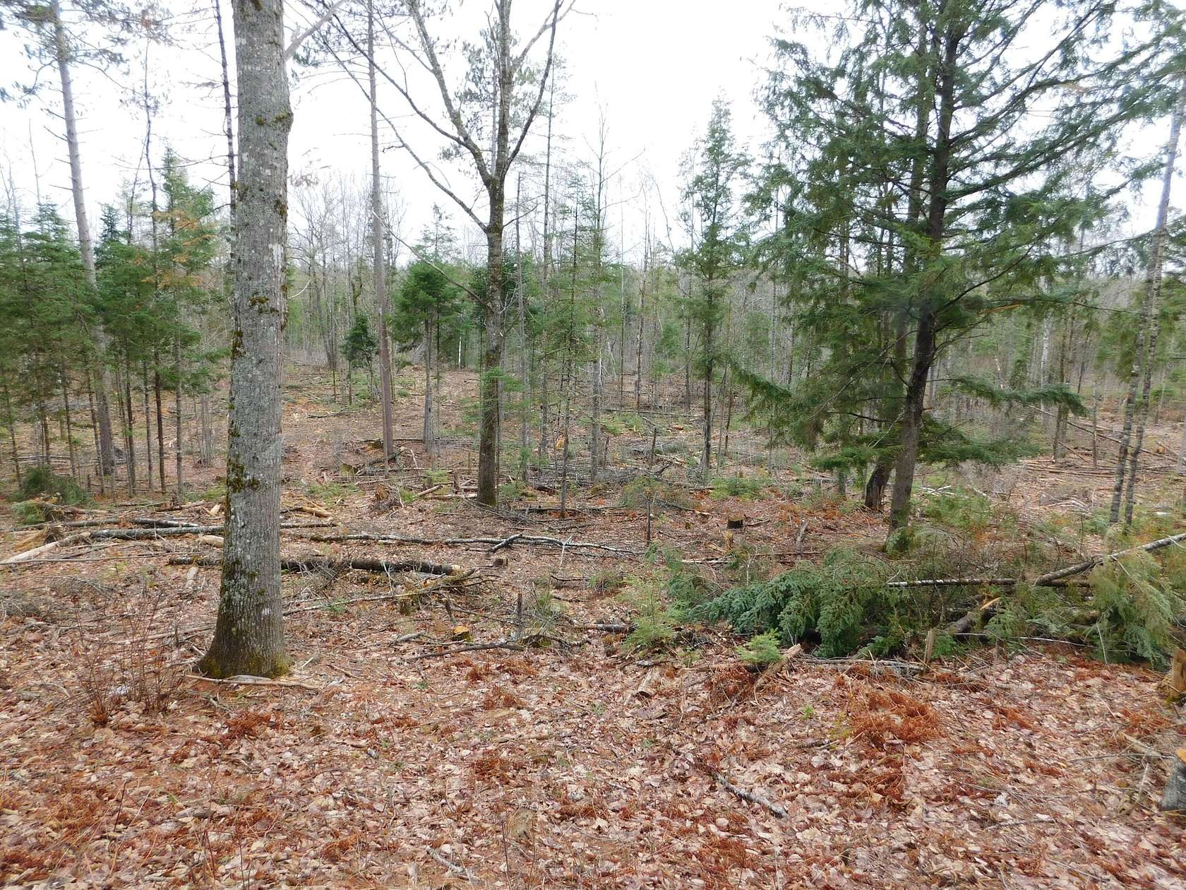 11.3 Acres of Recreational & Residential Land for Sale in Greenbush, Maine