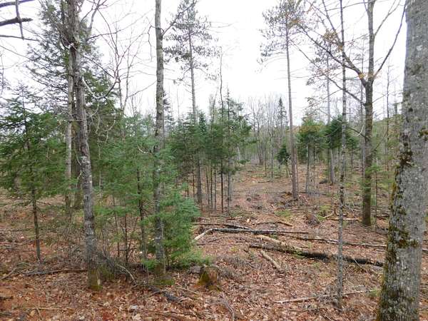 11.3 Acres of Recreational & Residential Land for Sale in Greenbush, Maine