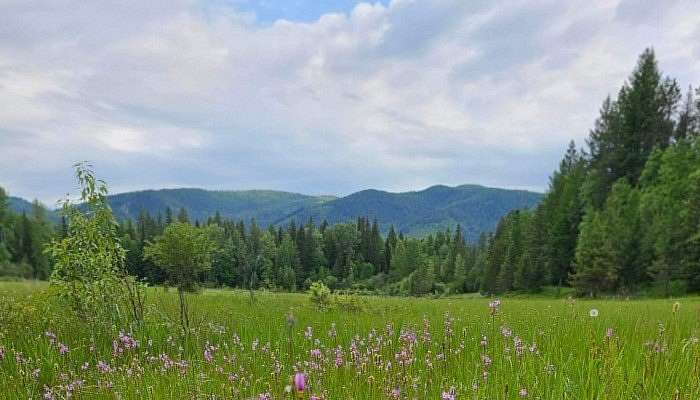 4.42 Acres of Residential Land for Sale in Columbia Falls, Montana