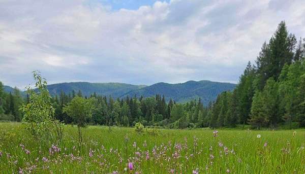 4.42 Acres of Residential Land for Sale in Columbia Falls, Montana