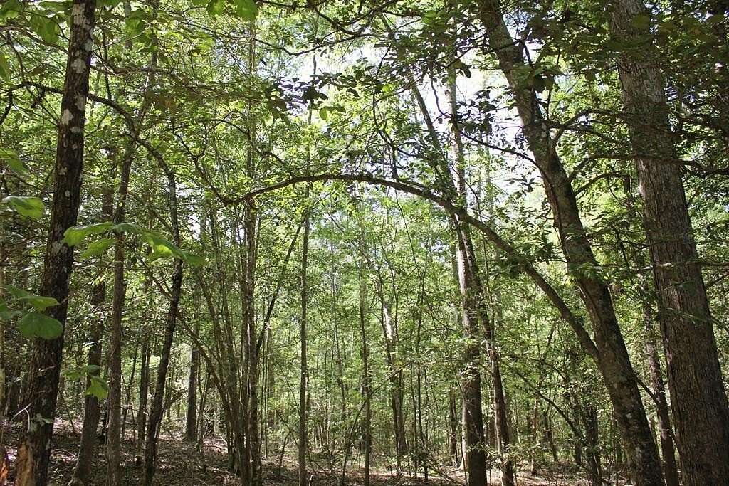 6.5 Acres of Land for Sale in Lufkin, Texas