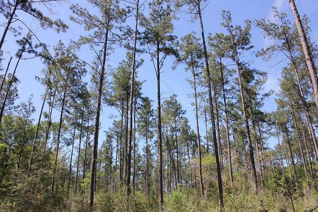 6.55 Acres of Land for Sale in Lufkin, Texas