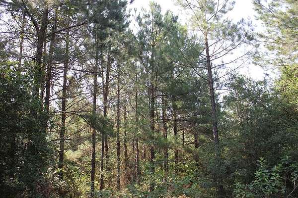 32 Acres of Recreational & Residential Land for Sale in Lufkin, Texas