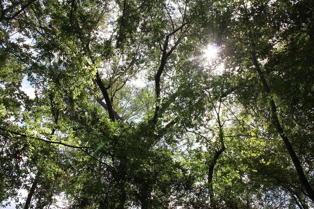 11.3 Acres of Land for Sale in Corrigan, Texas