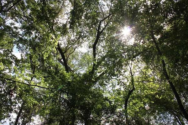 11.3 Acres of Land for Sale in Corrigan, Texas