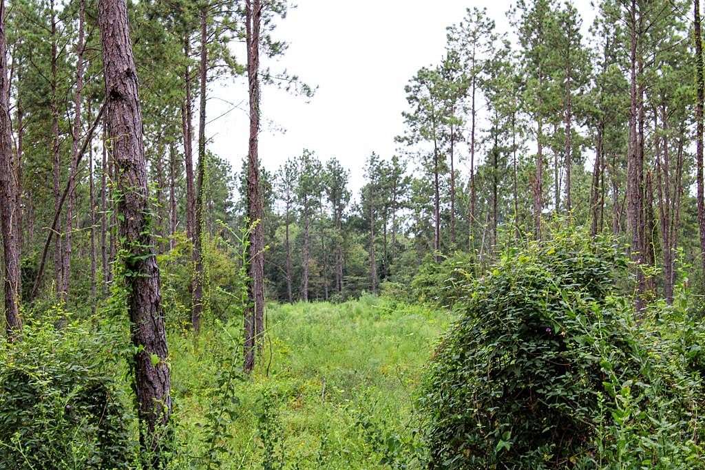 24.1 Acres of Land for Sale in Hudson, Texas