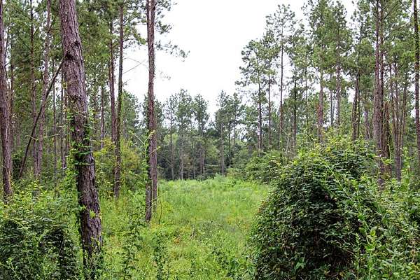 24.1 Acres of Land for Sale in Hudson, Texas