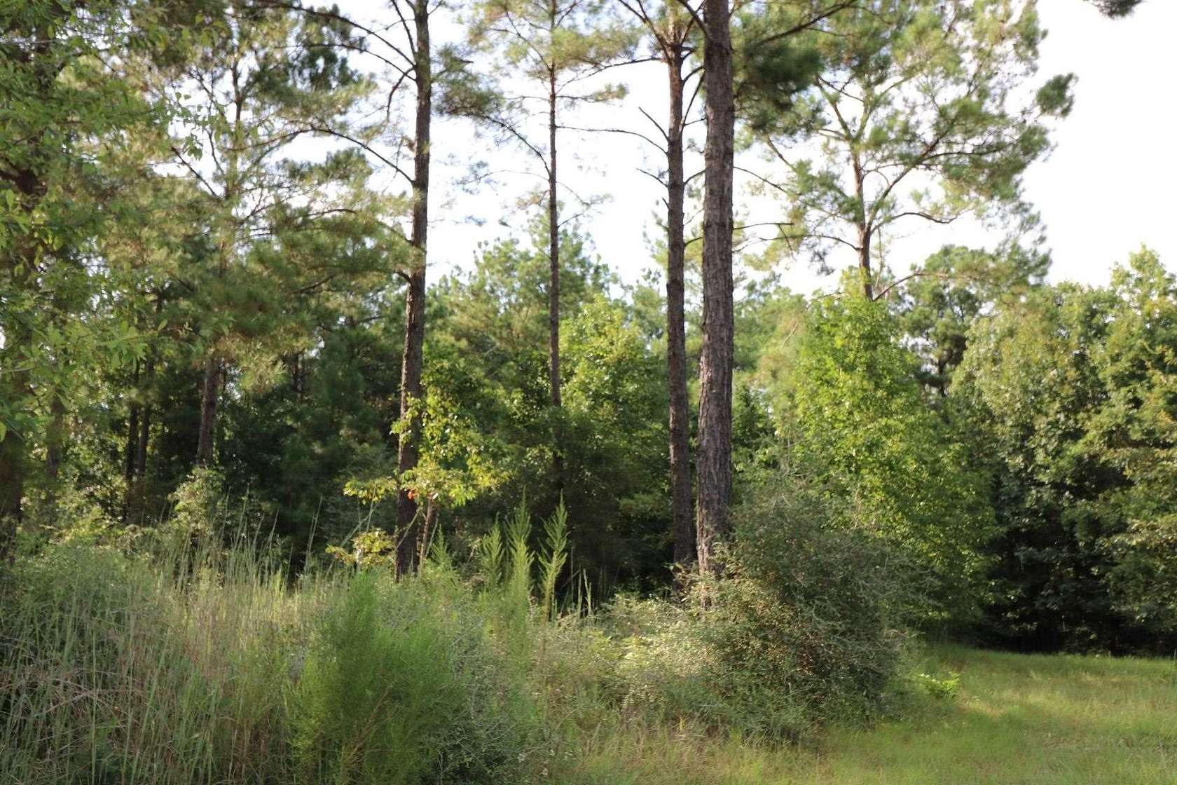 3.6 Acres of Land for Sale in Brookeland, Texas