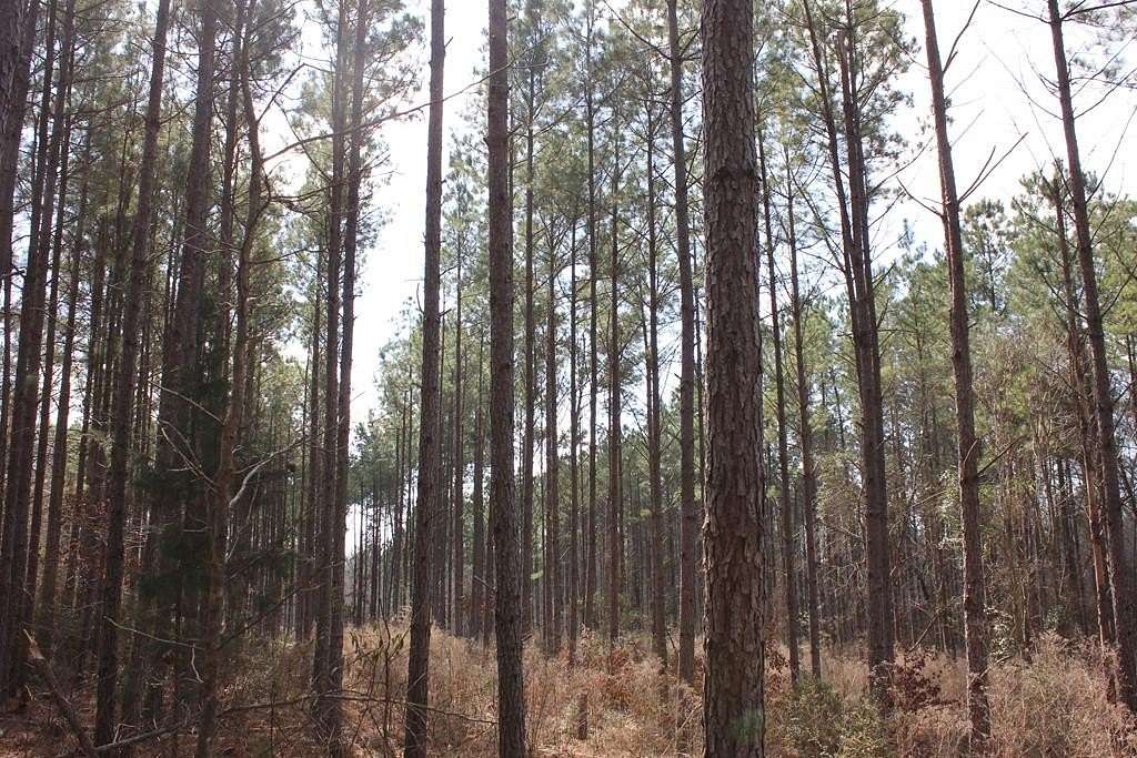 118 Acres of Recreational & Residential Land for Sale in Garrison, Texas