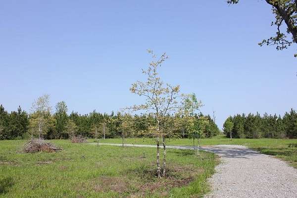 10 Acres of Residential Land for Sale in Diboll, Texas