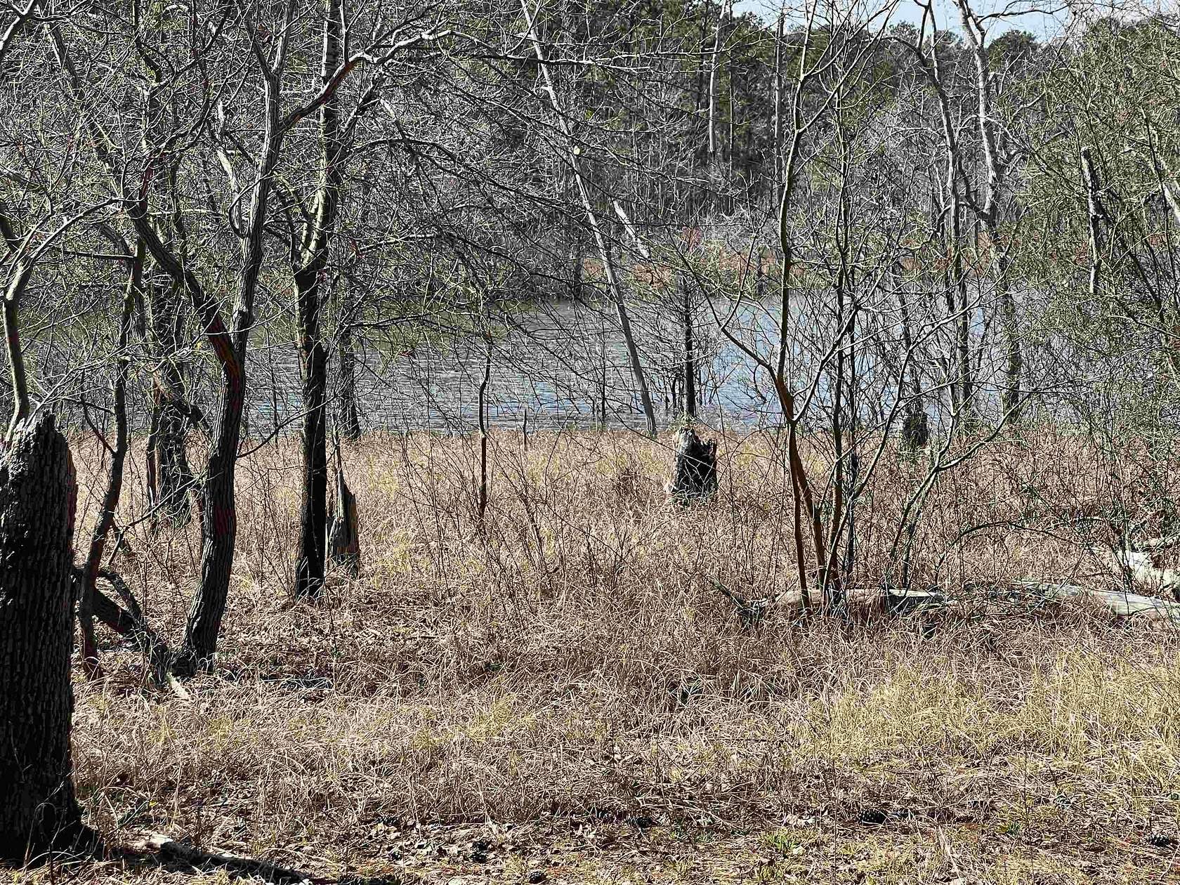 1 Acre of Residential Land for Sale in Brookeland, Texas