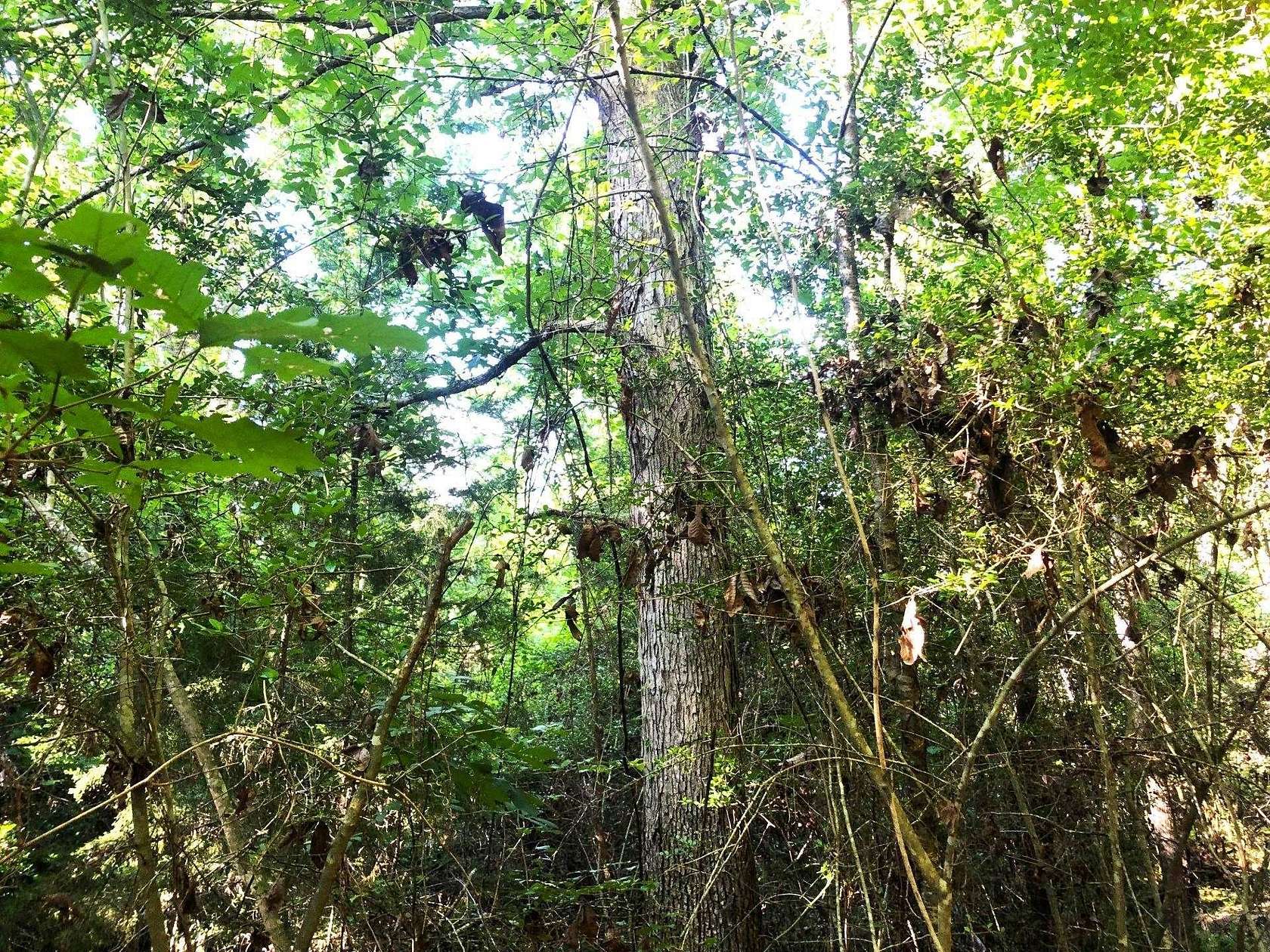 2.1 Acres of Residential Land for Sale in Jasper, Texas