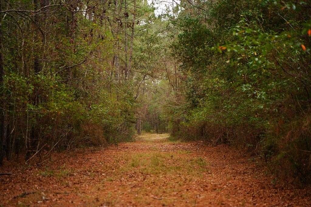 89 Acres of Recreational & Residential Land for Sale in Kountze, Texas