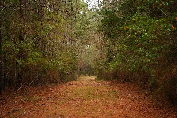 89 Acres of Recreational & Residential Land for Sale in Kountze, Texas