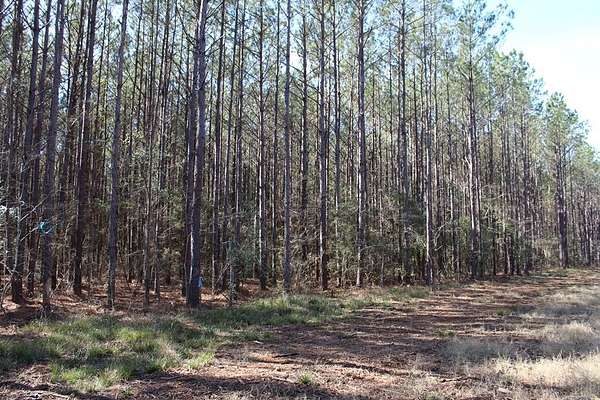 24.2 Acres of Recreational Land for Sale in San Augustine, Texas