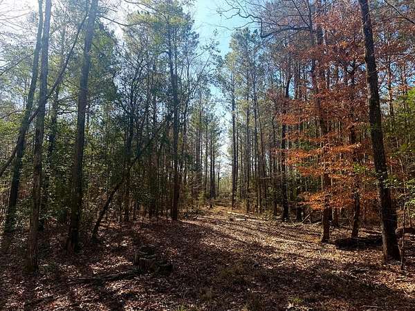 39.1 Acres of Recreational & Residential Land for Sale in Bronson, Texas