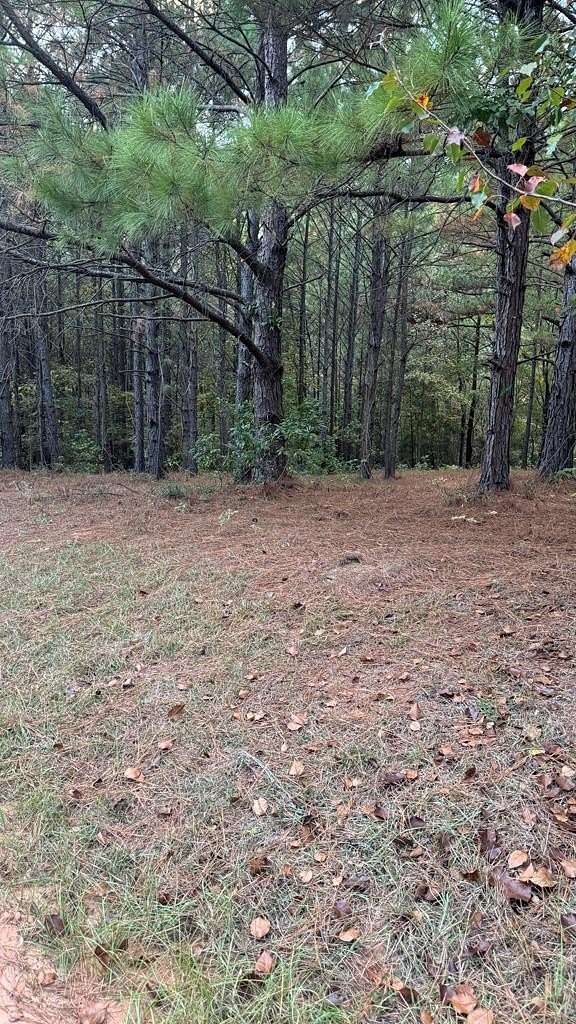 0.25 Acres of Residential Land for Sale in Hemphill, Texas