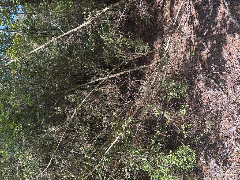 0.2 Acres of Residential Land for Sale in Brookeland, Texas