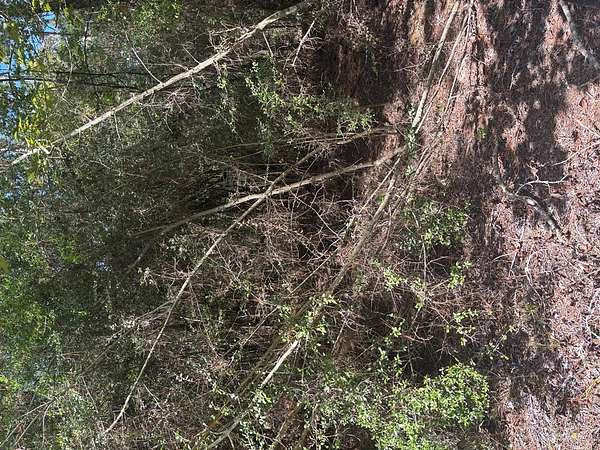 0.2 Acres of Residential Land for Sale in Brookeland, Texas