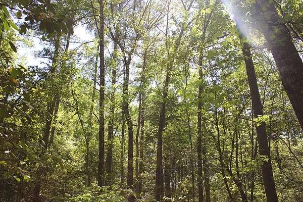 8.75 Acres of Residential Land for Sale in Lufkin, Texas