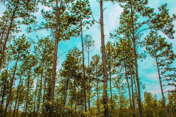 23.9 Acres of Land for Sale in Hudson, Texas