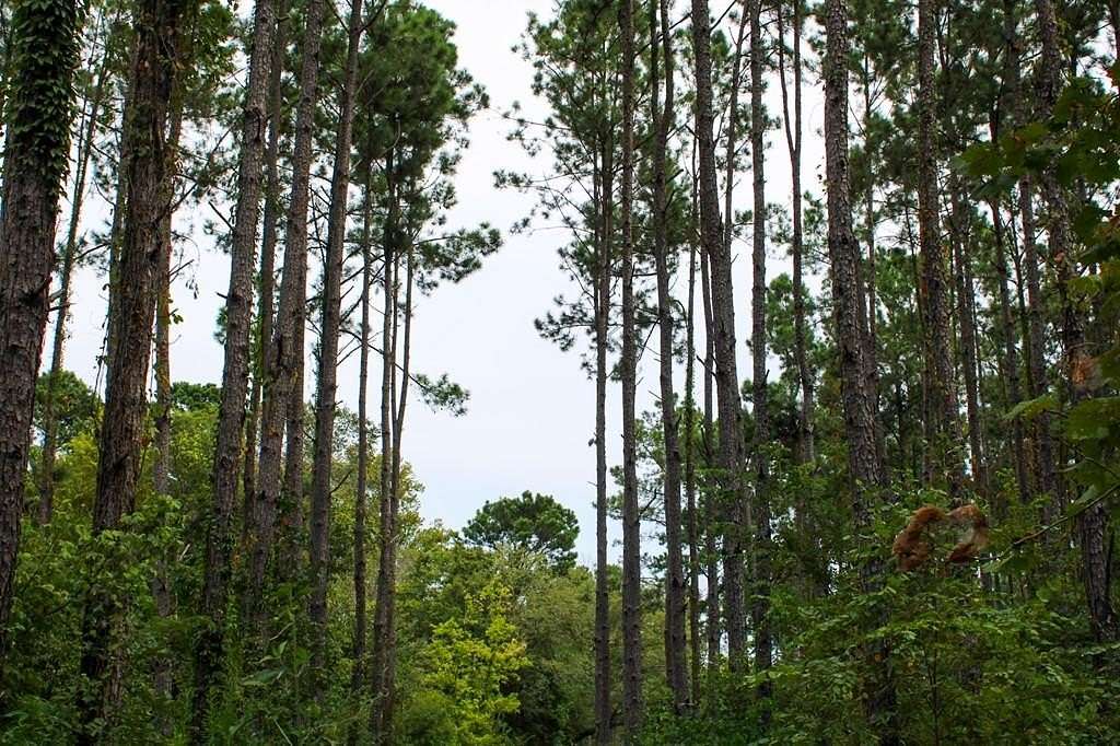 30.3 Acres of Recreational & Residential Land for Sale in Nacogdoches, Texas