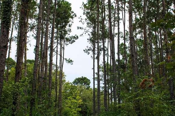 30.3 Acres of Recreational & Residential Land for Sale in Nacogdoches, Texas