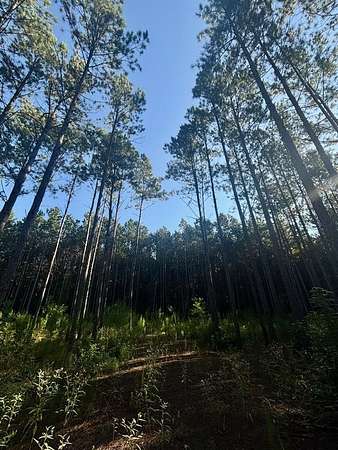 14.2 Acres of Land for Sale in San Augustine, Texas