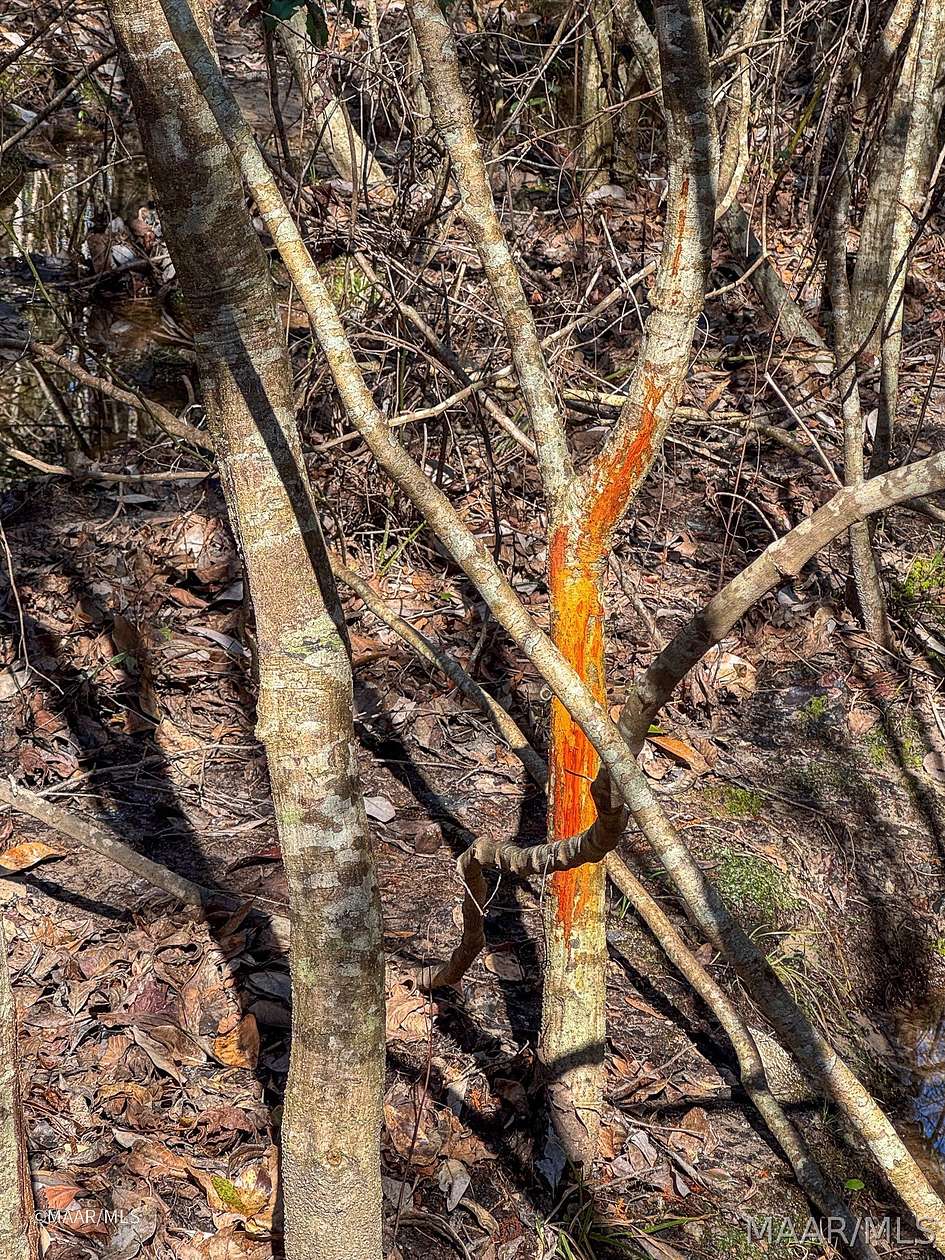 36 Acres of Recreational Land for Sale in Thomasville, Alabama