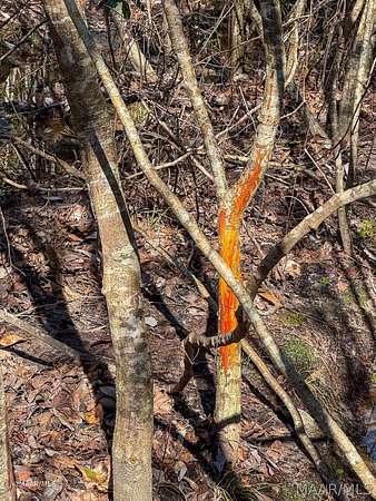 36 Acres of Recreational Land for Sale in Thomasville, Alabama