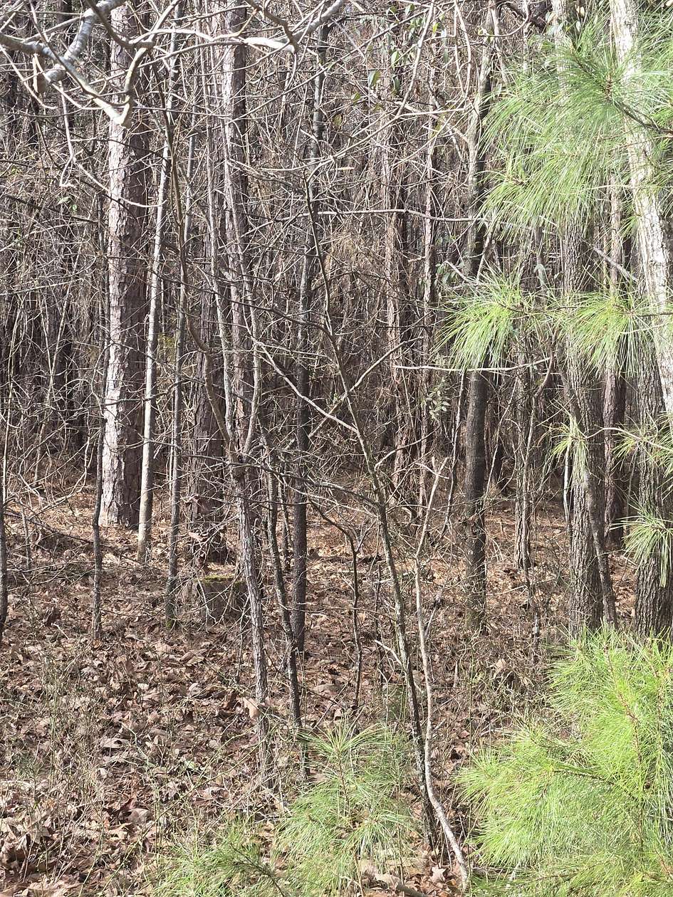 8.49 Acres of Residential Land for Sale in Lincolnton, Georgia