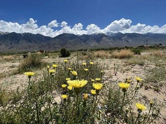 64.5 Acres of Land for Sale in Bishop, California