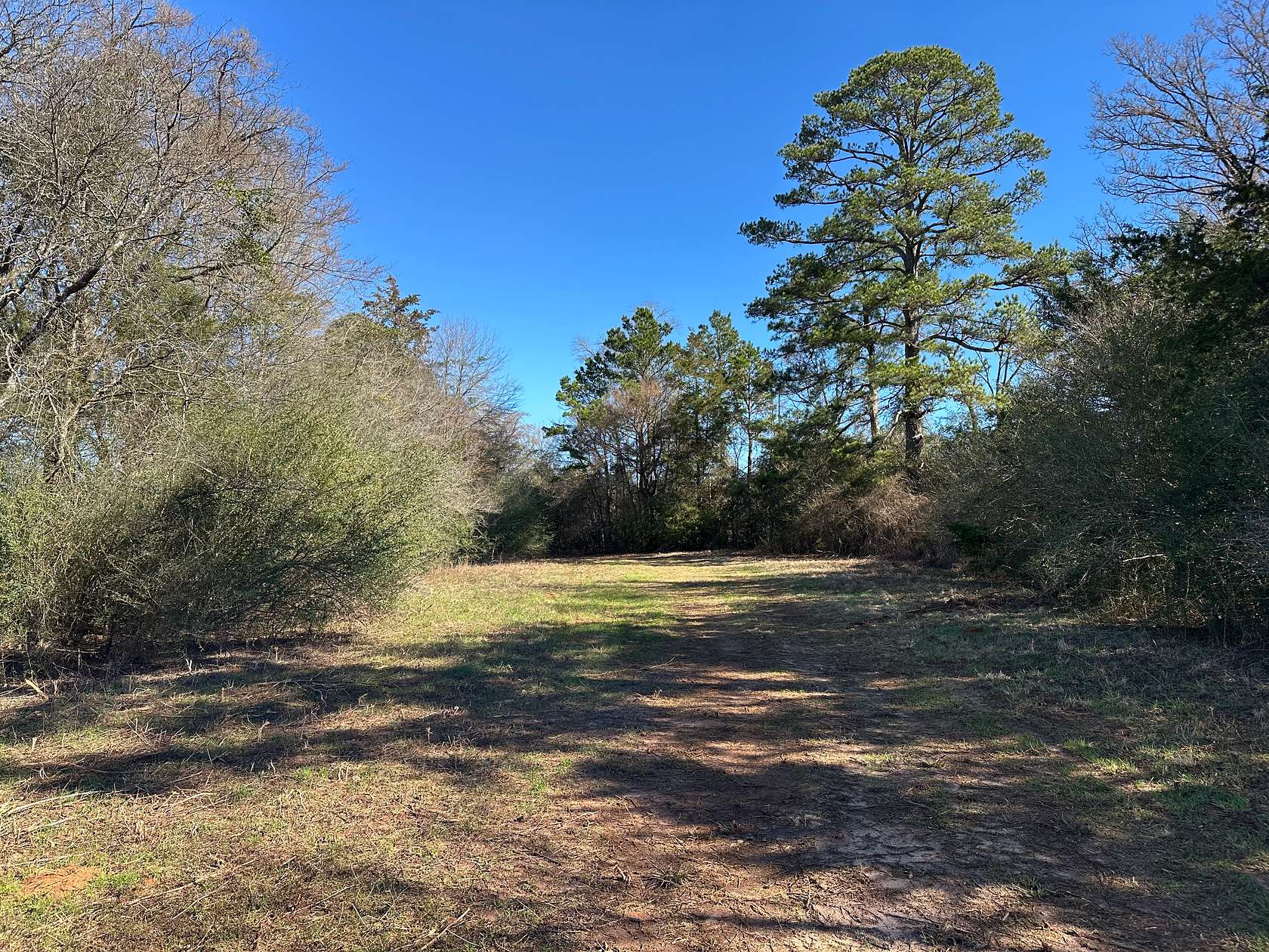 80 Acres of Land for Sale in Alto, Texas