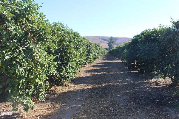 68.4 Acres of Agricultural Land for Sale in Somis, California