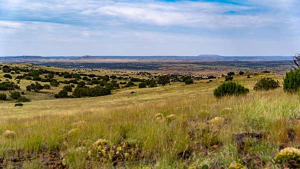 40 Acres of Recreational & Residential Land for Sale in Concho, Arizona