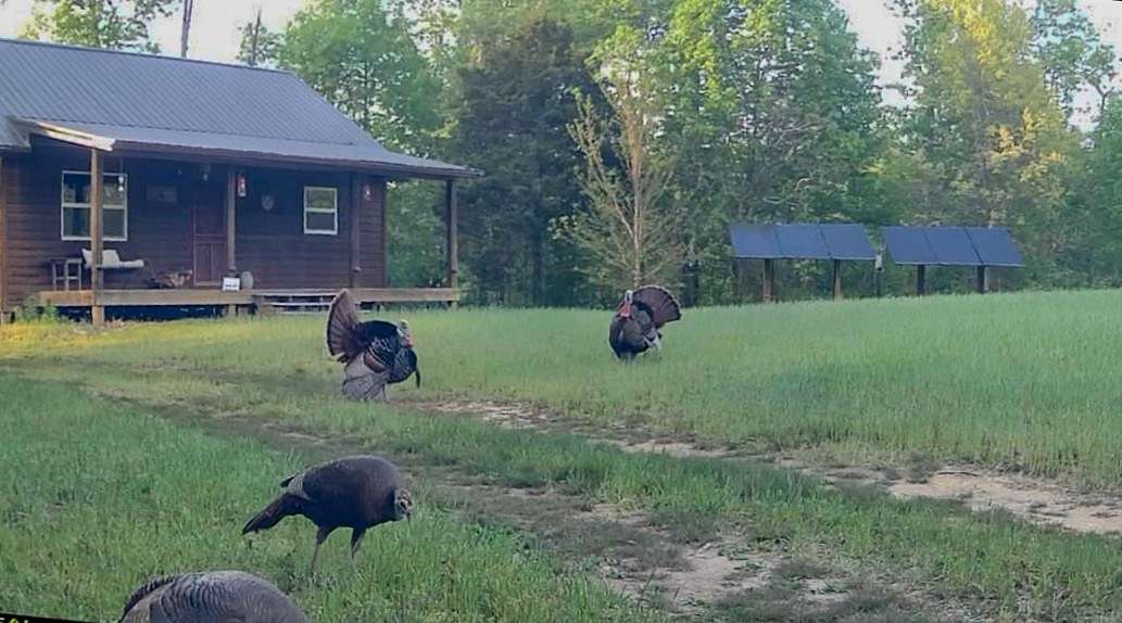 68.8 Acres of Land for Sale in Linden, Tennessee