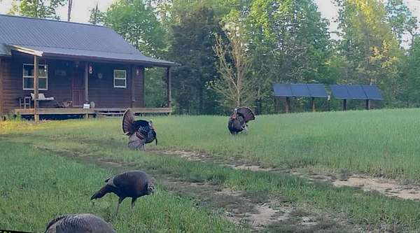 68.8 Acres of Land for Sale in Linden, Tennessee