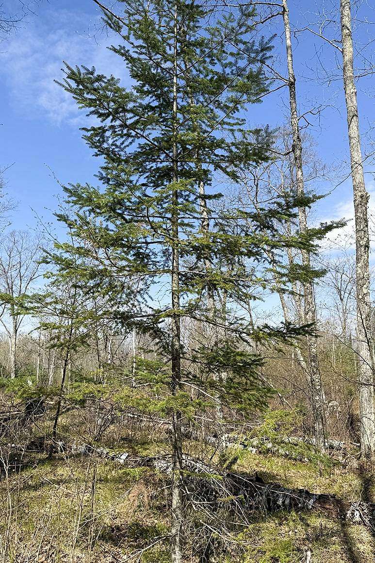 1.9 Acres of Residential Land for Sale in Winter, Wisconsin