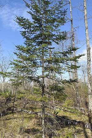 1.9 Acres of Residential Land for Sale in Winter, Wisconsin