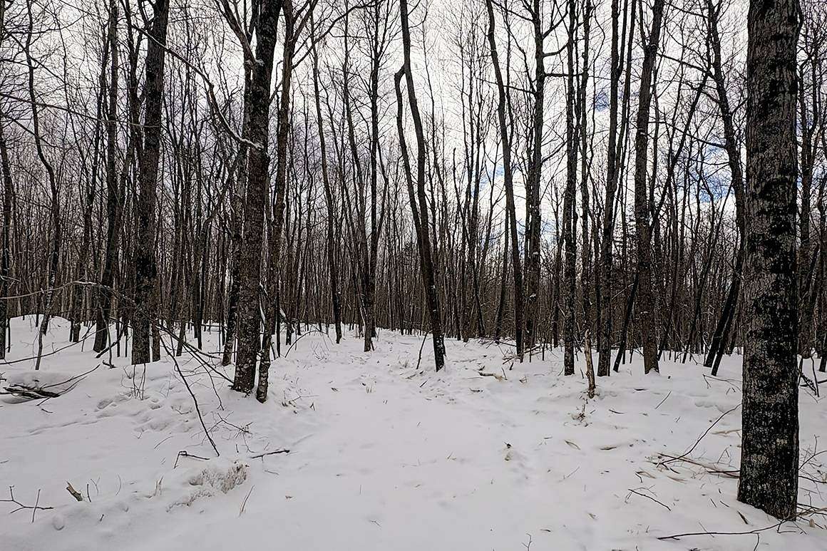 7.3 Acres of Land for Sale in Winter, Wisconsin