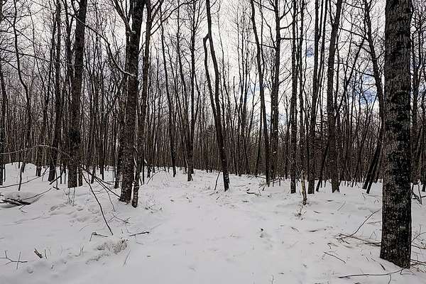 7.3 Acres of Land for Sale in Winter, Wisconsin